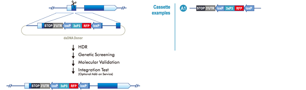 Pre-mature Allele