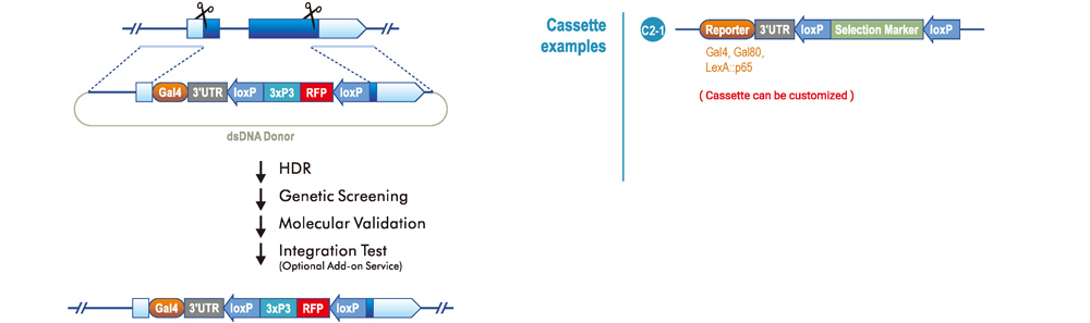 Reporter replacement with endogenous ATG
