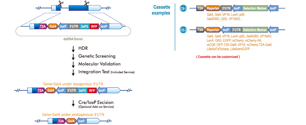 Gene Knockout and Reporter Knock-in