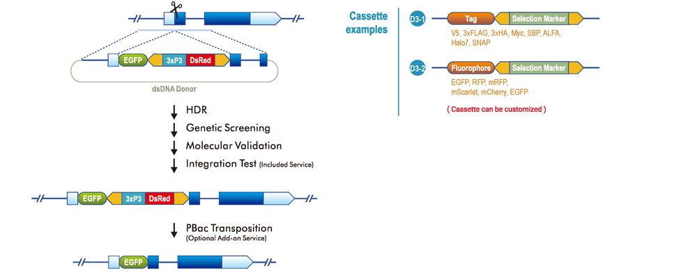 N-terminal Tagging with PBac System (a peptide linker with 2 a.a. between tag and gene or seamless)