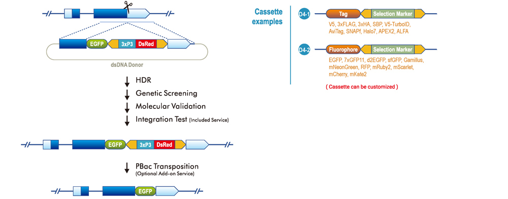 C-terminal Tagging with PBac System (a sequence linker between tag and 3'UTR or seamless)