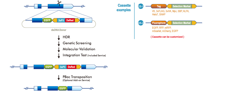 Internal Tagging with PBac System (a peptide linker with 2 a.a. between tag and gene or seamless)