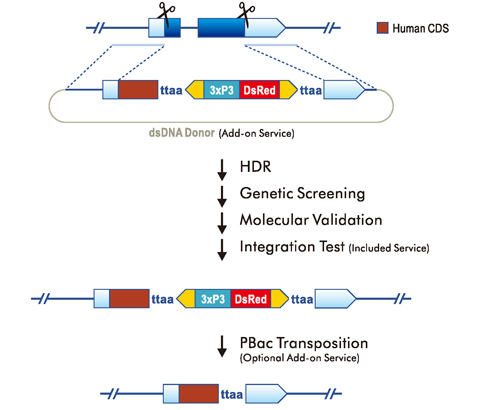 Gene Replacement (Humanized Fly)