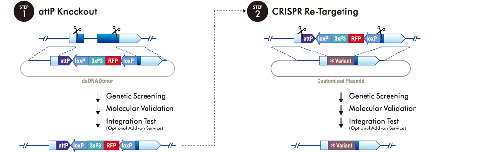 Variant Rescue: by CRISPR Re-Targeting