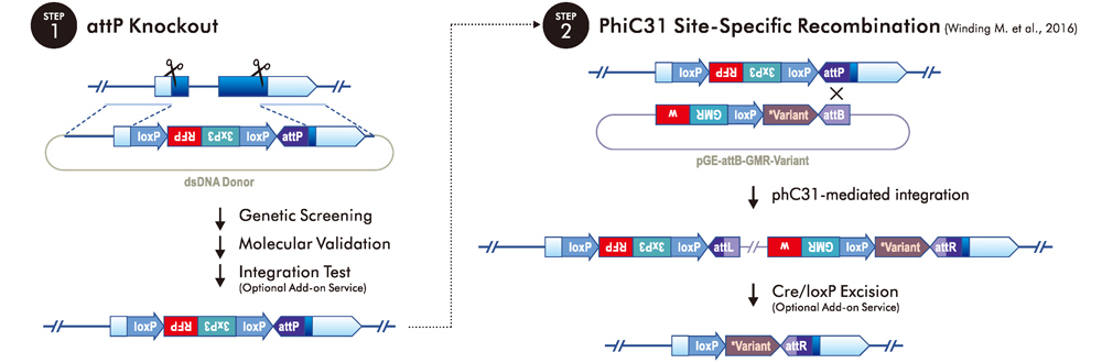 Variant Rescue: by PhiC31 Site-Specific Recombination