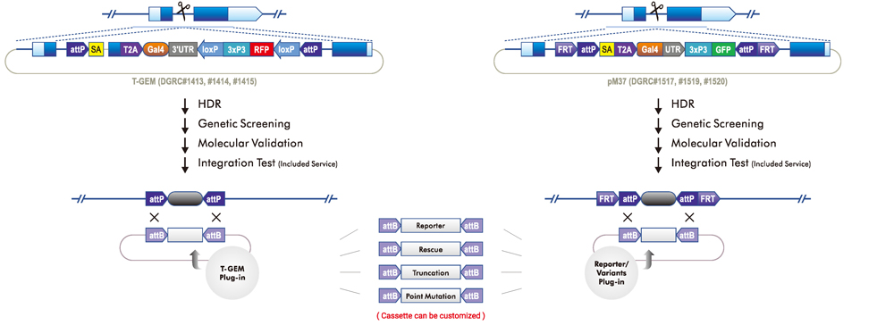 T-GEM/CRIMIC knockin using available cassette and RMCE swap